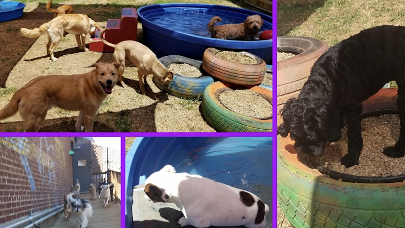 Mutt Island Dog Daycare, Grooming, Extended Stay & Training