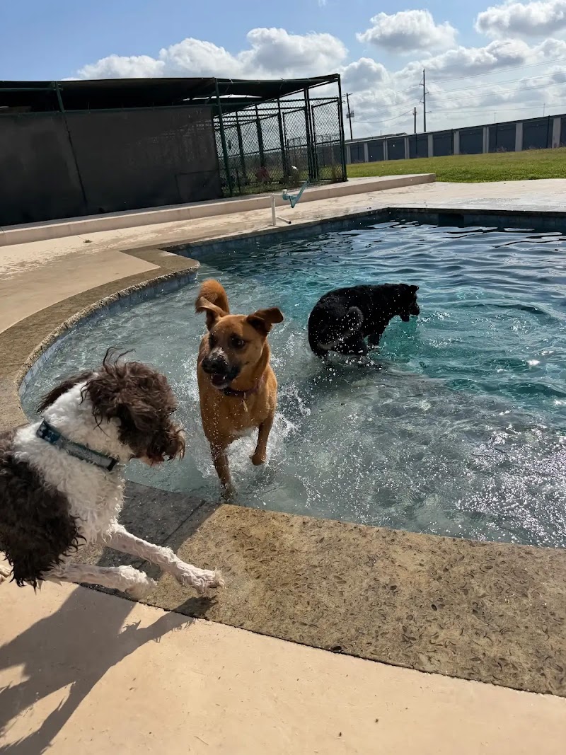 My Buddy's Pet Resort