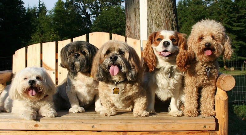 Mystic Mountain Pet Retreat