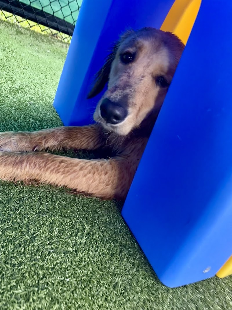New Tampa Pet Resort