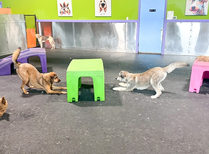 North Portland Club K-9