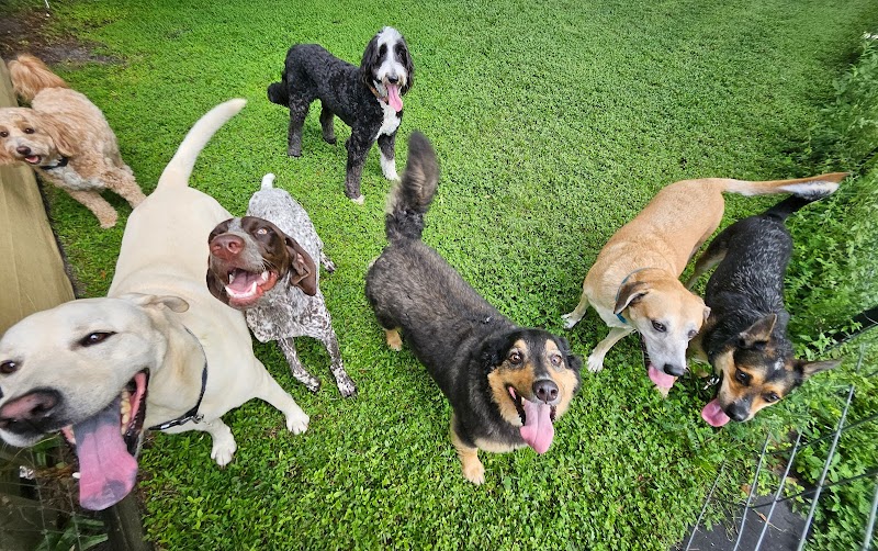 Oasis Pet Resort Dog Daycare & Boarding