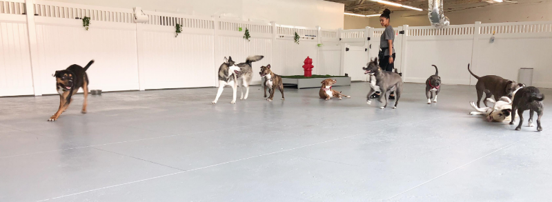Oh Hello Dog: DTLA Dog Daycare & Boarding