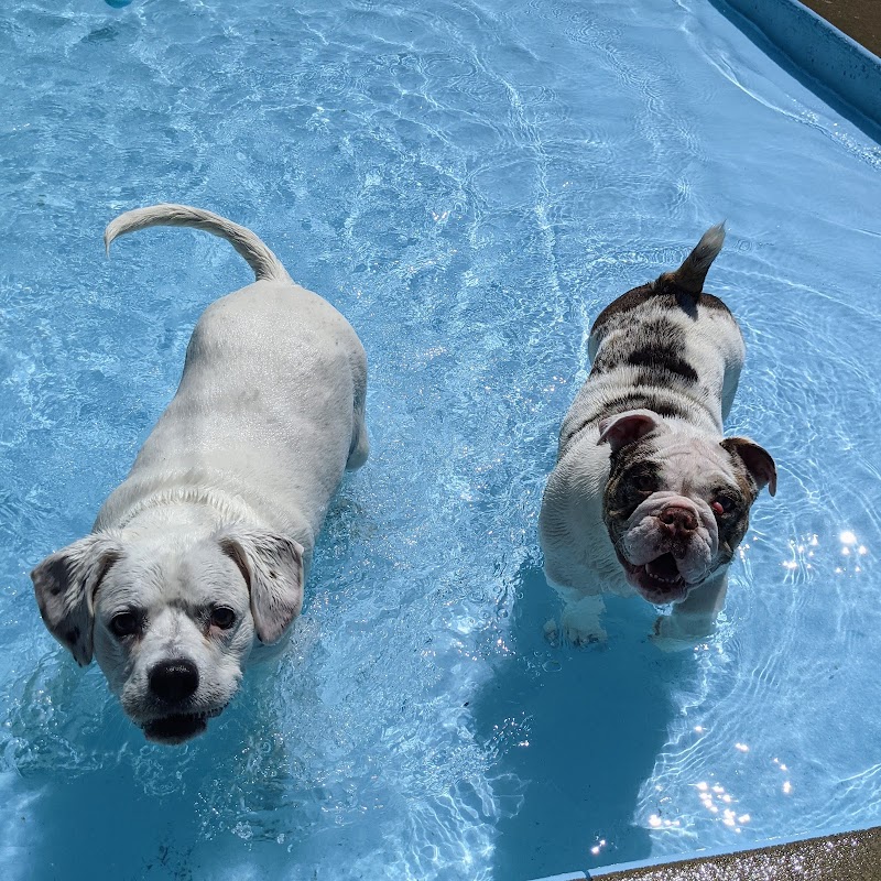 Oneka Pet Resort