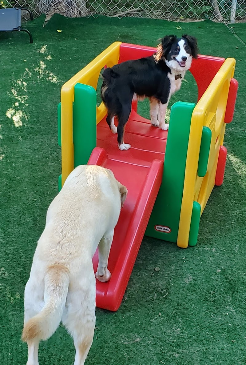 Pampered Pooch Resort & Spa