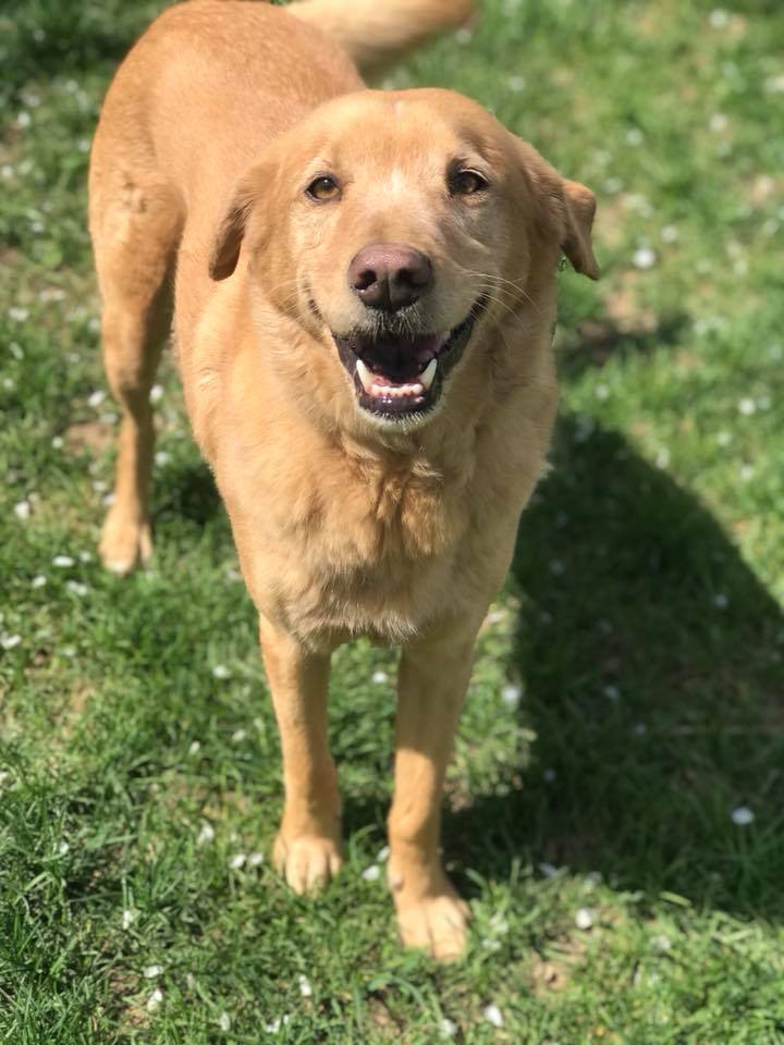 Paradise Pet Resort & Boarding Kennel