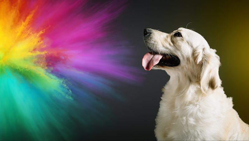 Parkwood Pet Resort Pikesville