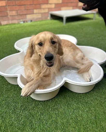 Paw Commons Pet Resort & Training Center - Gilbert