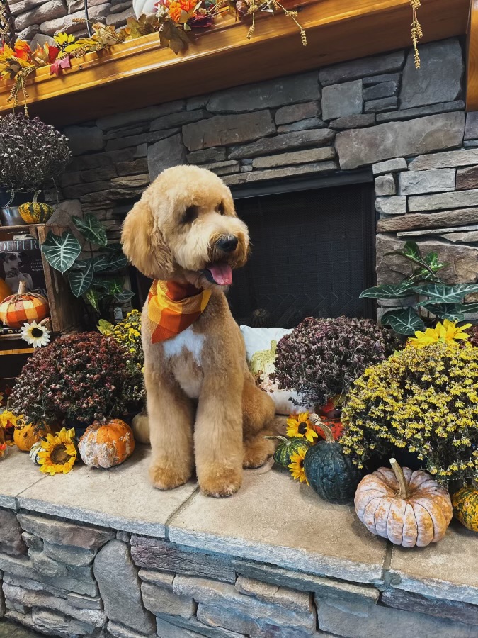 Paw Tales Lodge & Spa
