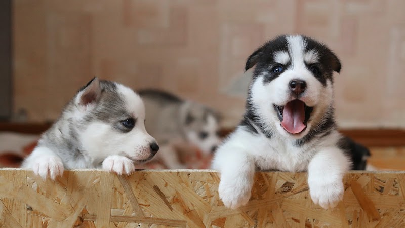 Pawllywood Kingdom