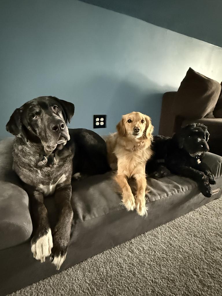 Pawmenities