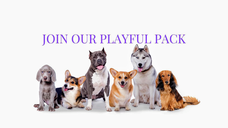 Pawparazzi Pet Resort