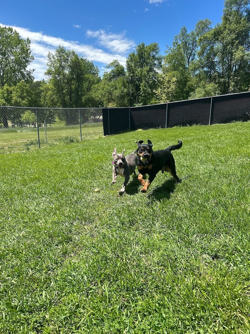 Paws & Whiskers Resort