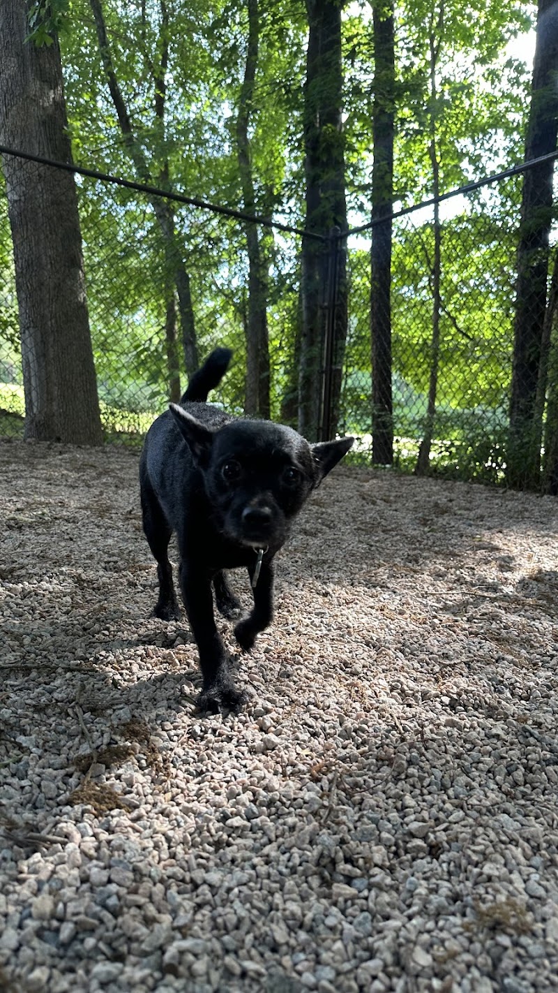 Paws At Play Youngsville