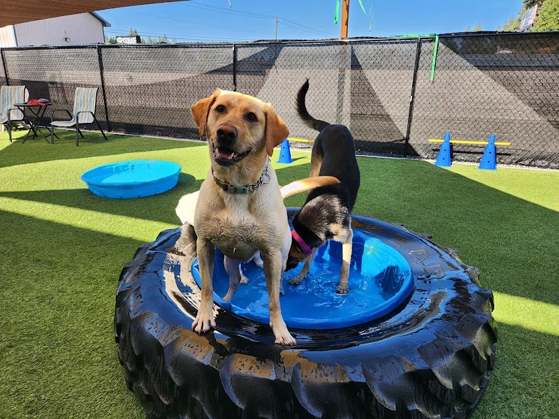 Paws N Brews
