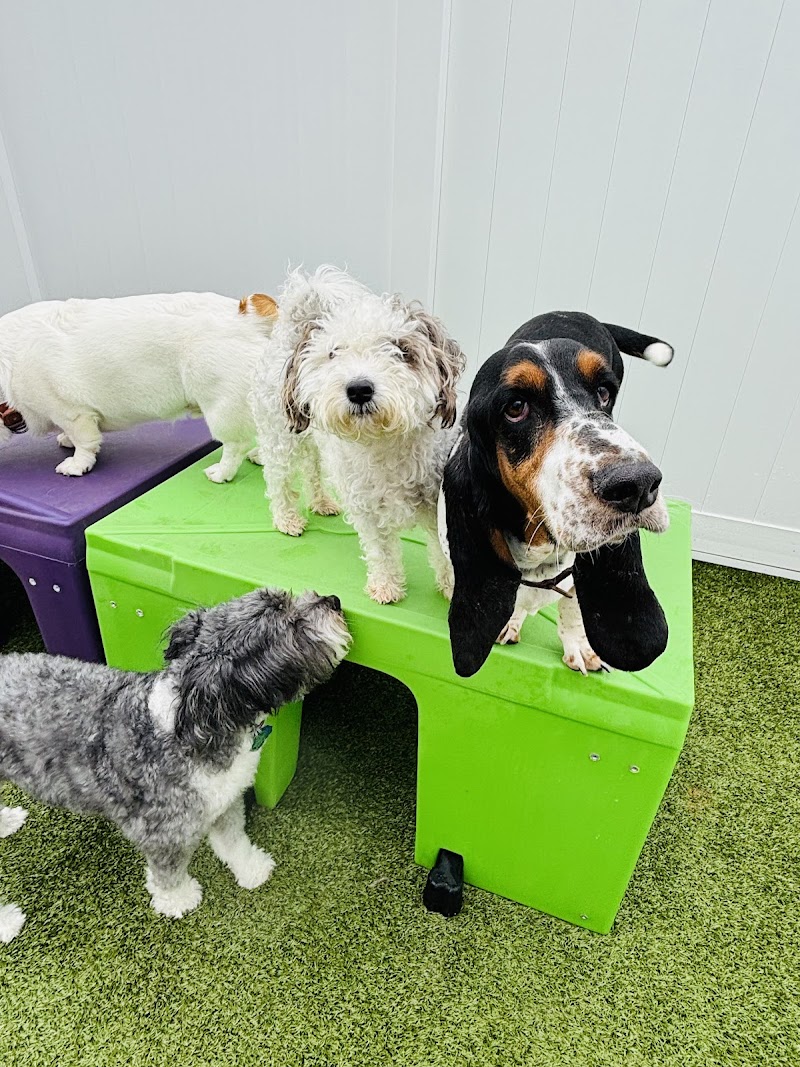Paws 'n' Rec - Bentonville
