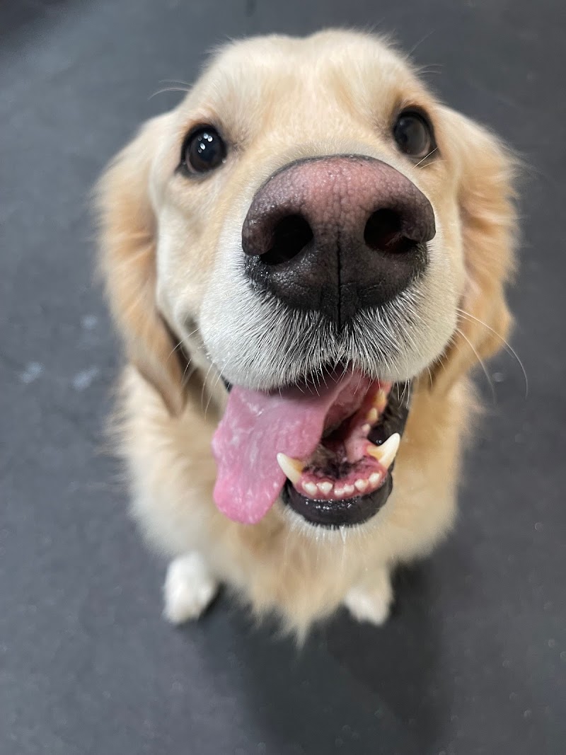 Paws Pet Resort