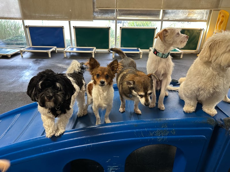 Paws Pet Resort