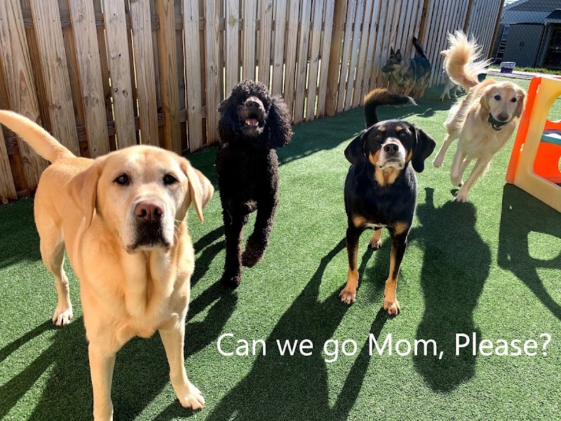 PawsCienda Pet Resort