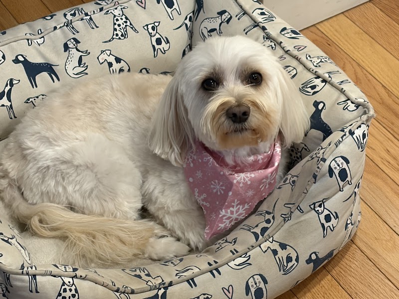 Pawsitive Paws Resort
