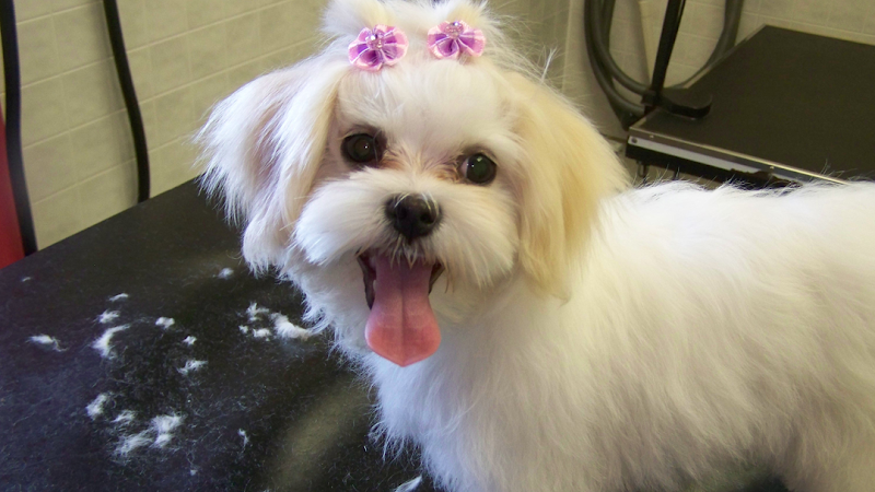 Pawsitively Paradise Pet Resort