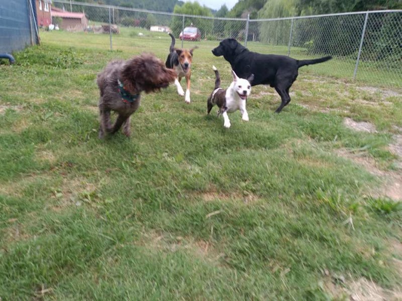 Pawsitively Posh Pet Resort & Spa