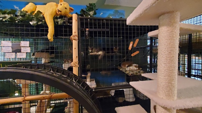 Pawz with Us Feline Luxury Resort