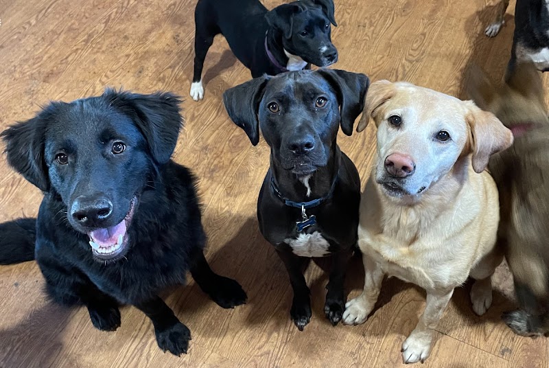 PB’s Pup Palace