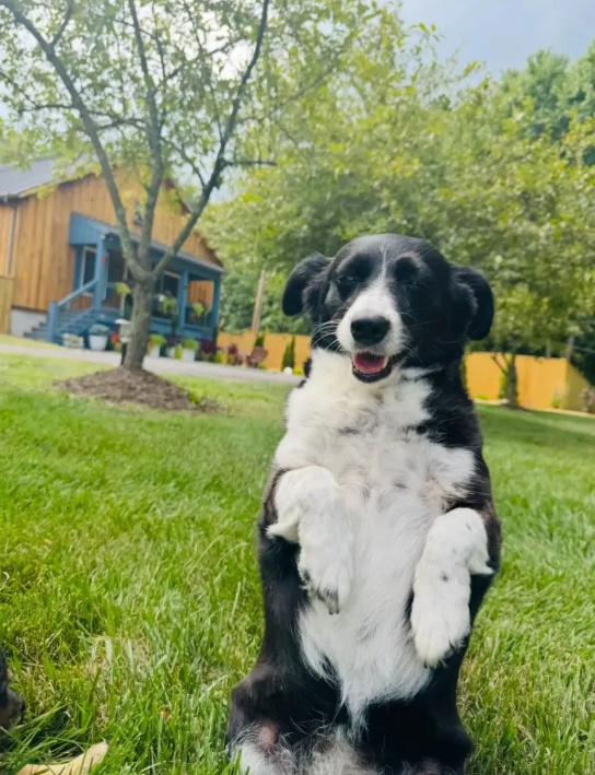 Pear Lane Paws Pet Resort