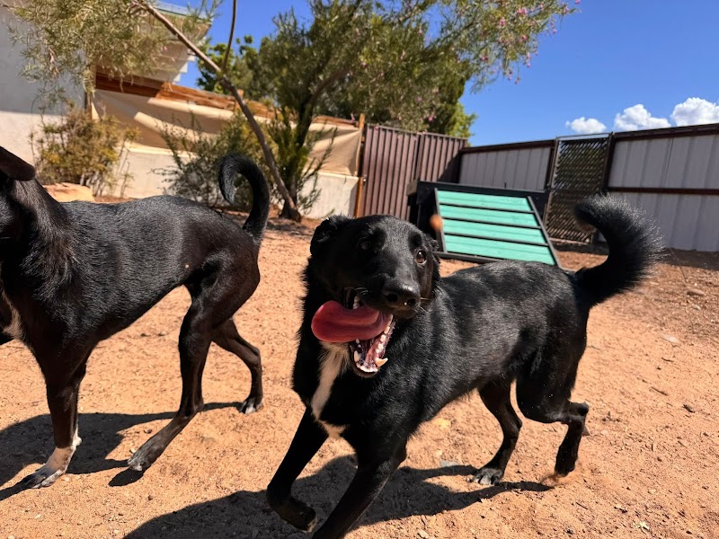 Pet BnD ABQ
