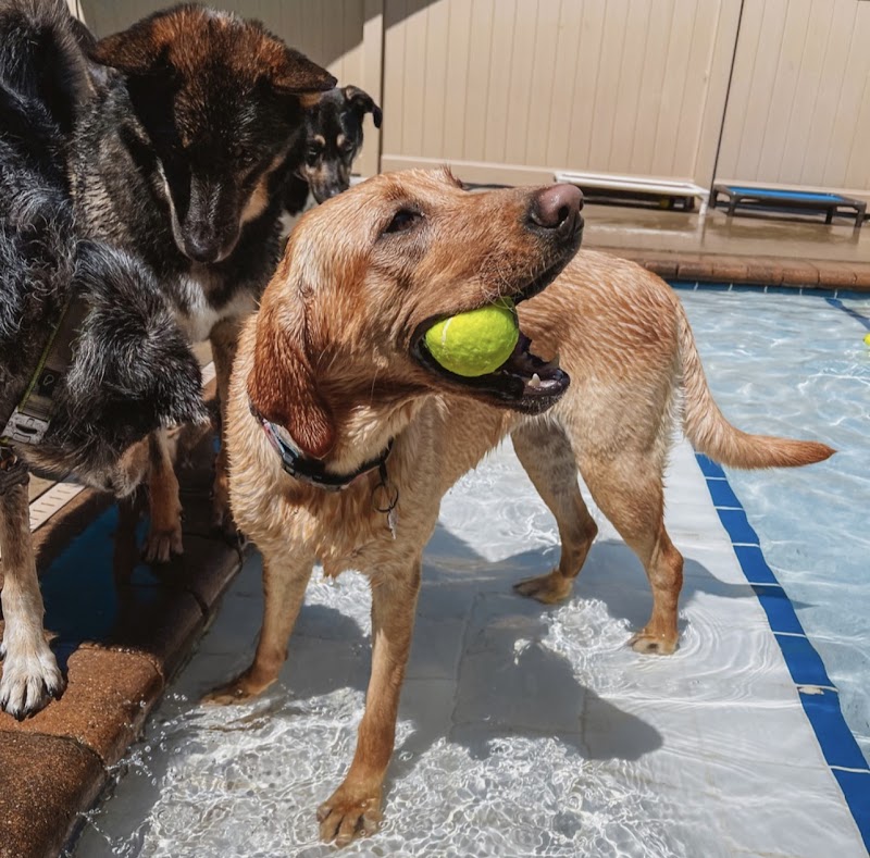 Pet Care Plus