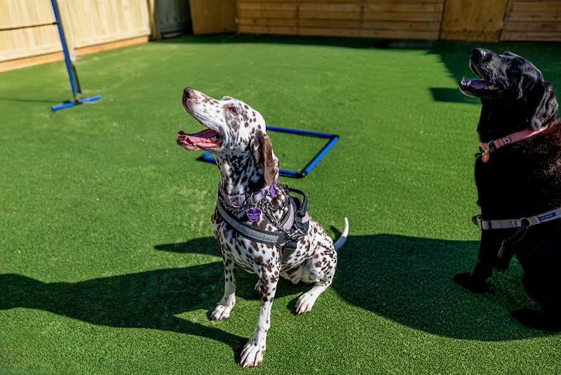 Pet Chateau Resort & Spa