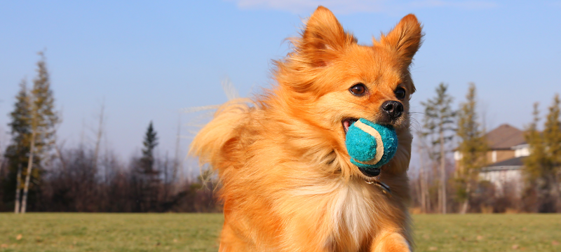 Pet Images Resort