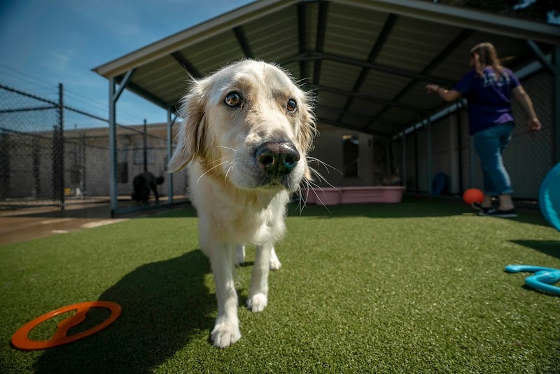 Pet Palace - Cary