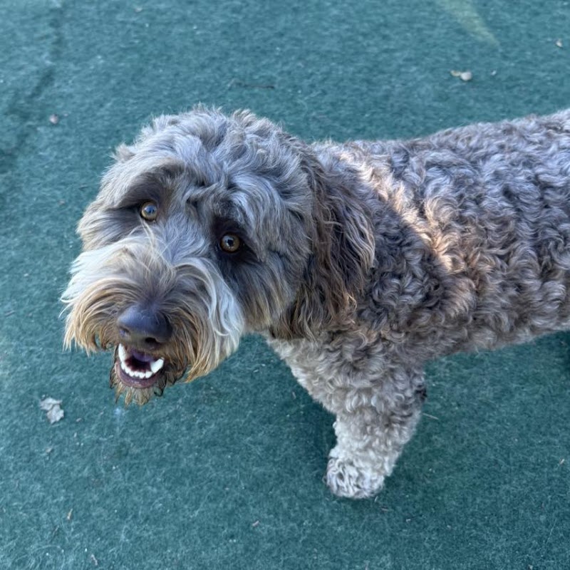 Pet Palace Resort & Spa, Inc.