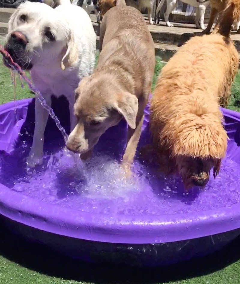 Pet Play House