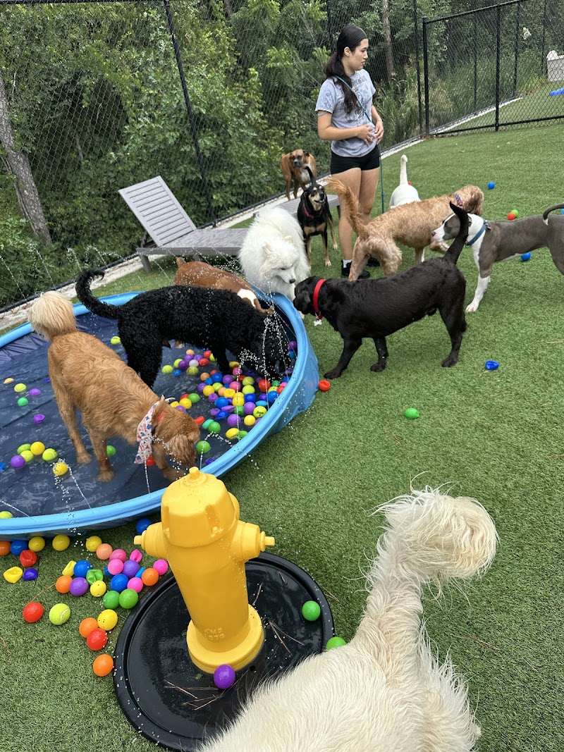 Pet Play Place