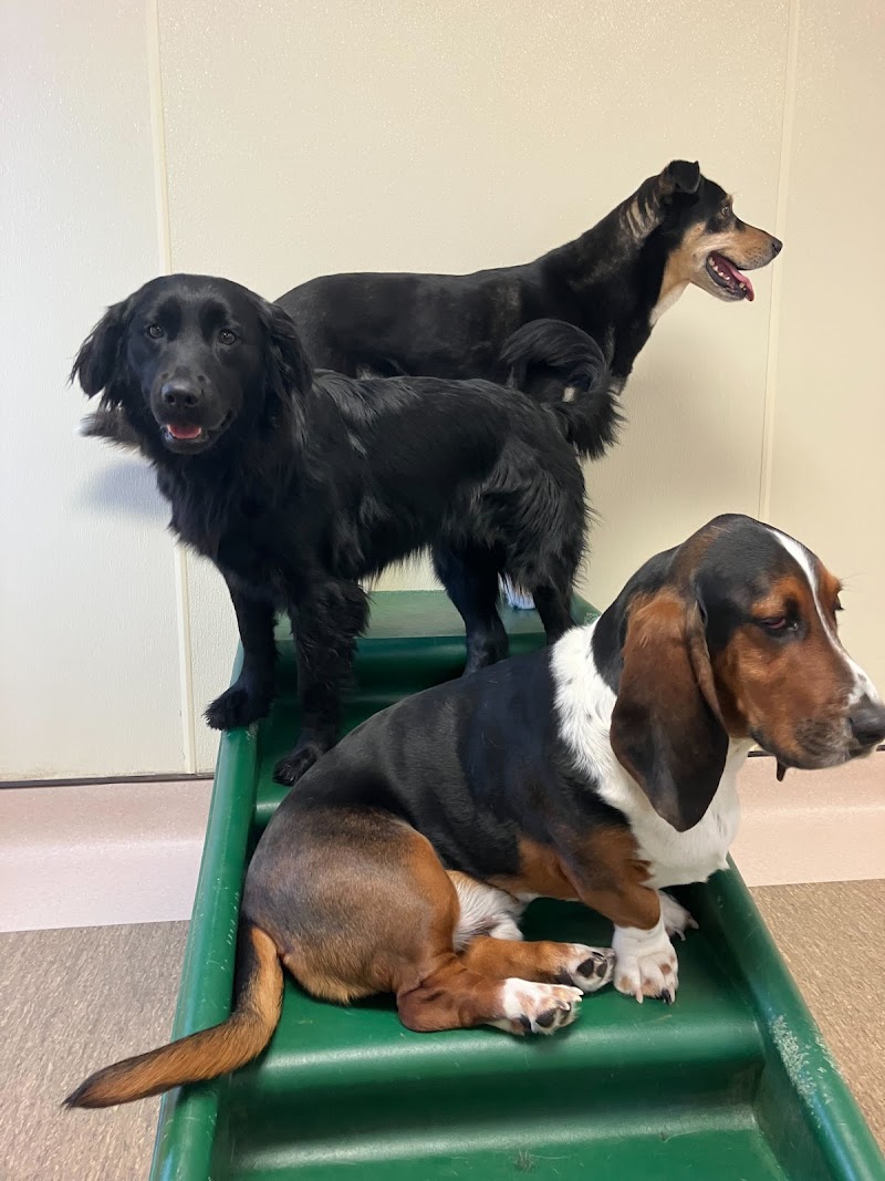 Pet Spas Pamper & Play