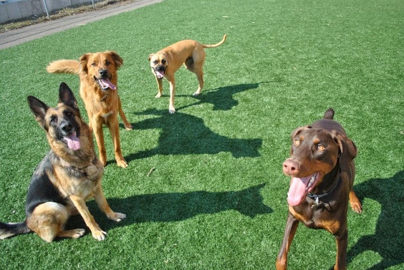 Pet Suite Retreat