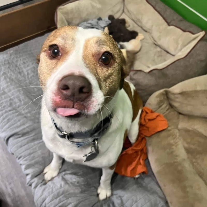 Pet Vacations