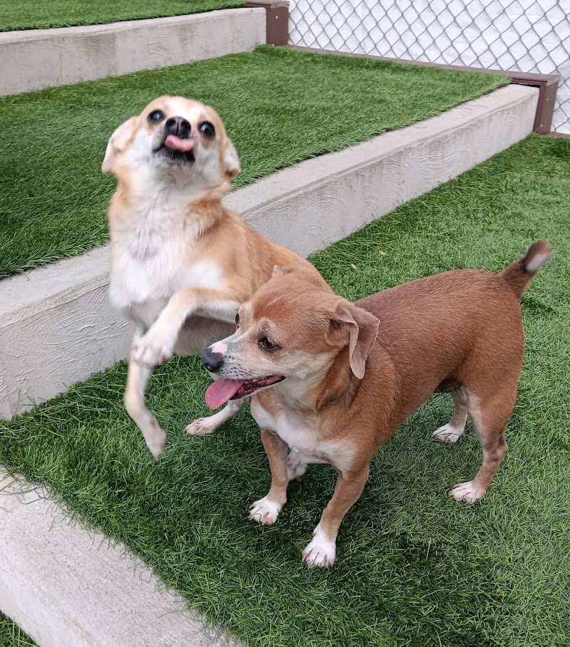 Play N Stay Pet Camp - South Wheeling