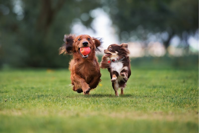 PlayStayTion Pet Resort & Training