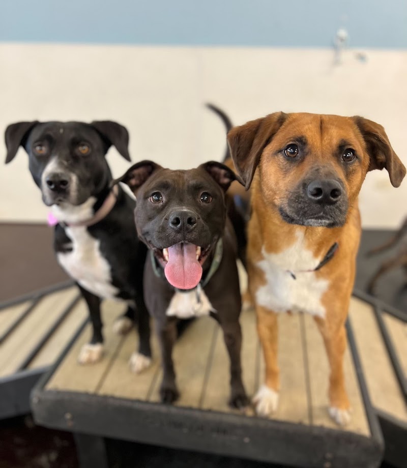Playtime Pup Ranch