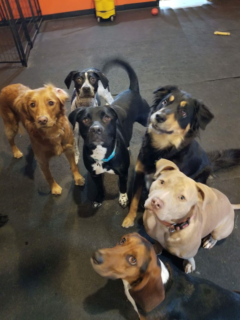 Poets Pet Parlor