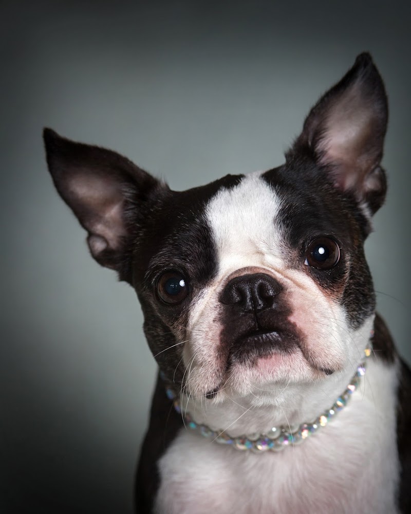 Posh Pet Hotel