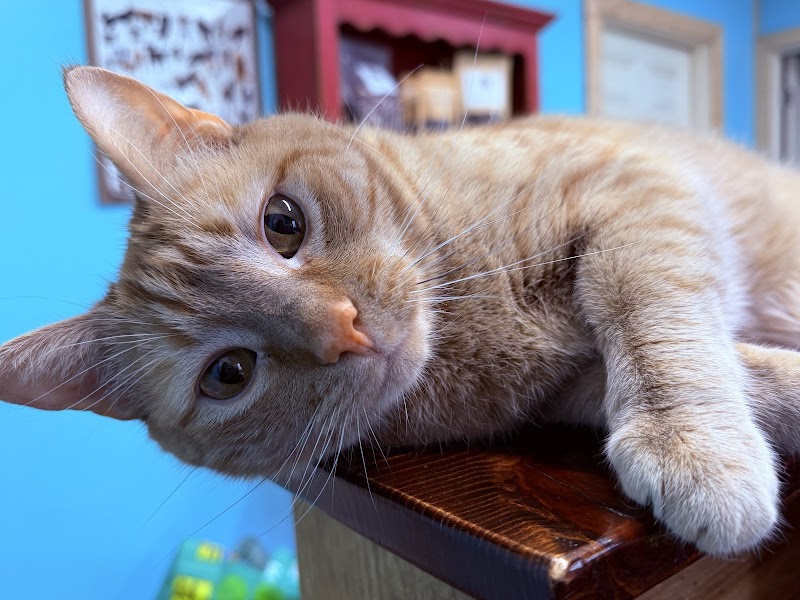 Premier Pet Lodge