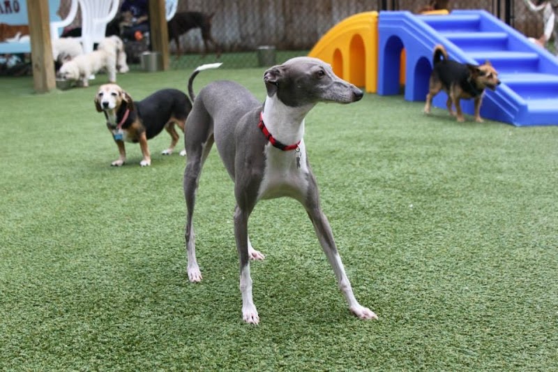 Primo Dog