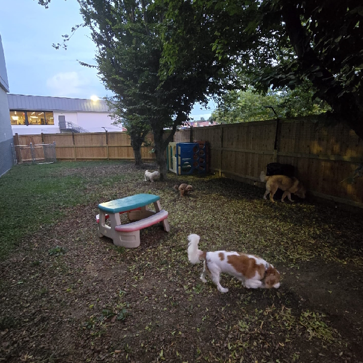 Pup Scouts Dog Care