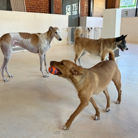 Pupper Club
