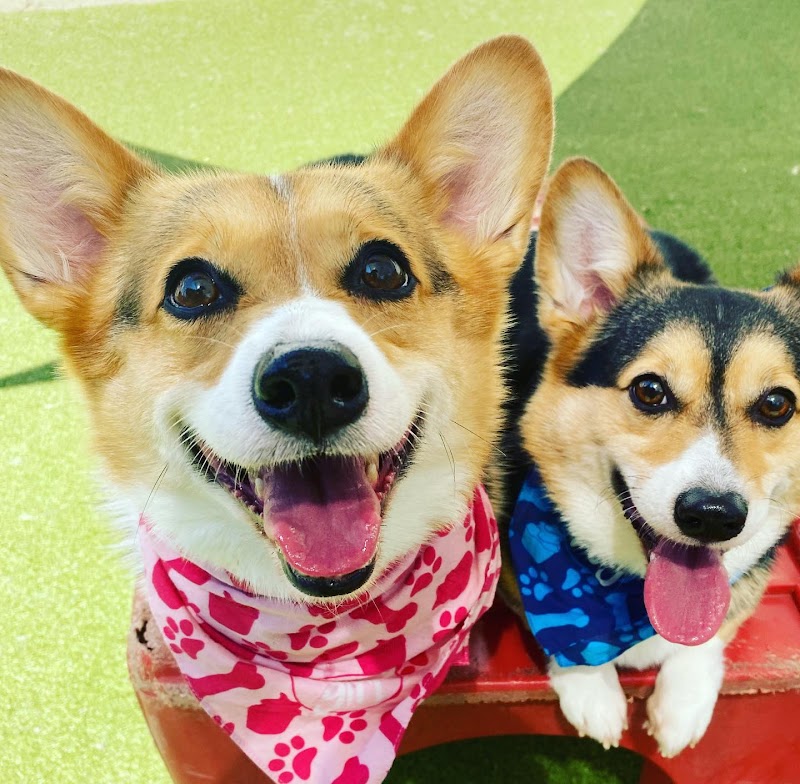 Puppy Haven - East Roswell